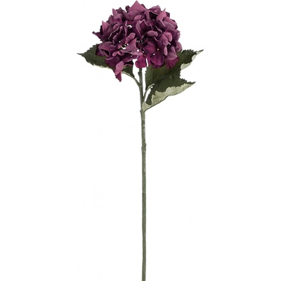 Hortenzie - Hydrangea fialová V61 cm