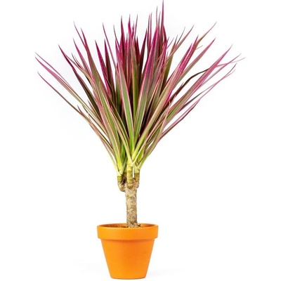 Gardners Dracaena marginata Bicolor, průměr 11 cm Dracéna lemovaná, dračinec