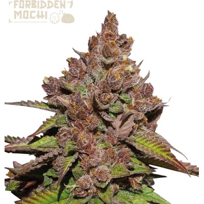 Seedstockers Superior Forbidden Mochi Fast semienka neobsahujú THC 3 ks