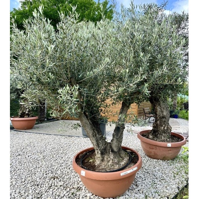 Oliva európska (Olea Europaea) celková výška 200cm, obvod kmeňa 105cm - viackmeň