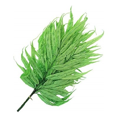 Stabilizovaná kapradina. Dragon fern zelená, 10 ks