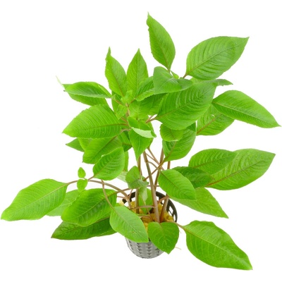 Hygrophila corymbosa