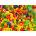 Enjoy - Puzzle Fruits and Vegetables - 1 000 piese