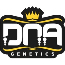 DNA Genetics Cataract Kush semena neobsahují THC 5 ks