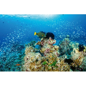 Image 1 of DIMEX ART Флизелинов фототапет коралов риф 375 x 250 см