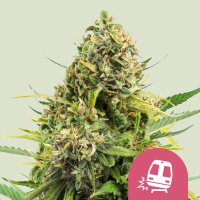 Royal Queen Seeds Trainwreck semienka neobsahujú THC 10 ks