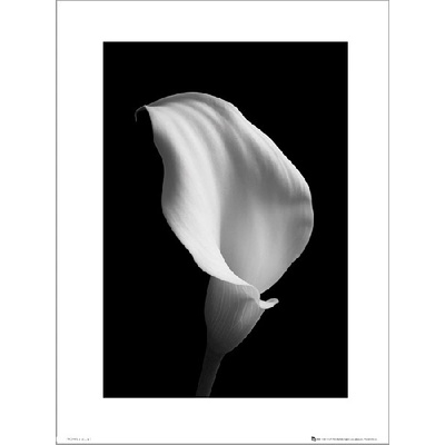 Reprodukcia Calla Black and White