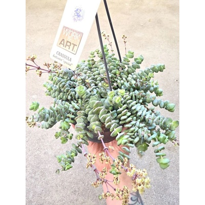 Crassula Marnieriana Hottentot závěs