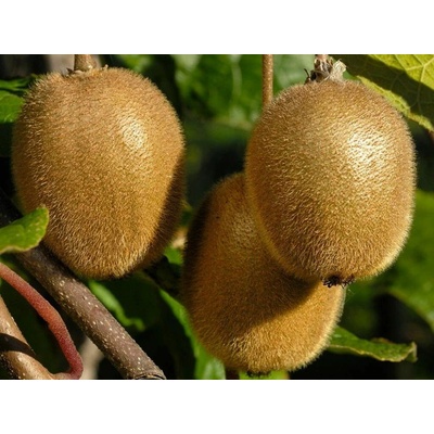 Kiwi veľkoplodé Solo, výška 150-180 cm, kvetináč 3 l