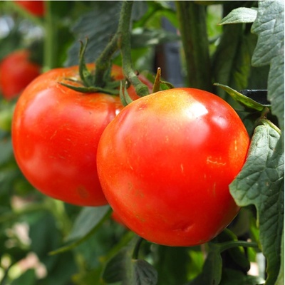 Paradajka kolíková F1 Hamlet - Solanum lycopersicum - Semená rajčiaka - 6 ks