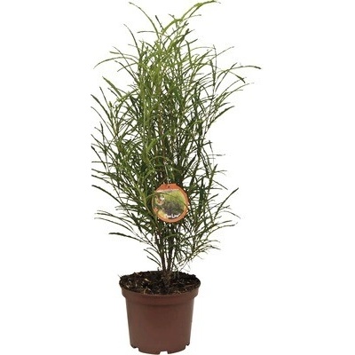Krušina jelšová FloraSelf Rhamnus frangula 'Fine Line' výška 40-60 cm kvetináč 5 l