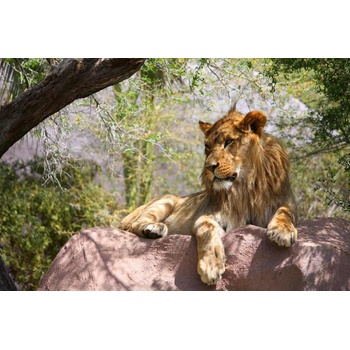 DIMEX ART s. r. o Флизелинов фототапет лъв, лежащ на скала 375 x 250 см