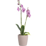 Artevasi Керамична саксия за цветя ø 14 cm Thalia - Artevasi (ZAC-836295)