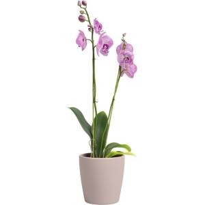 Artevasi Керамична саксия за цветя ø 14 cm Thalia - Artevasi (ZAC-836295)