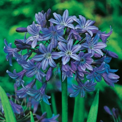 Kalokvět modrý Agapanthus praecox prostokořenné sazenice kalokvětu 1 ks