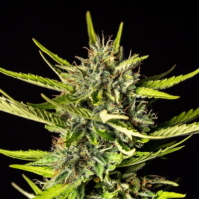 Kannabia Seeds Strawberry Haze semienka neobsahujú THC 100 ks