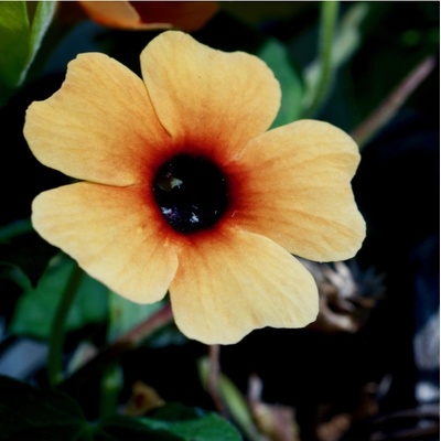 Černooká Zuzana African Sunset Thunbergia alata semena 5 ks