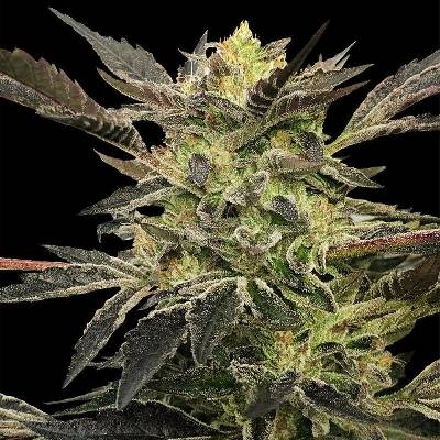 Silent Seeds Pink Sunset AUTO semena neobsahují THC 5 ks