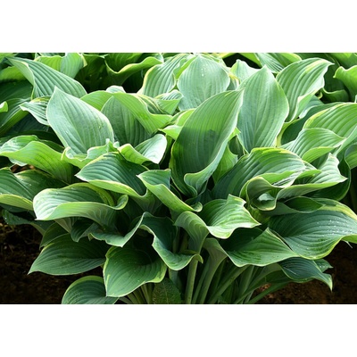 Hosta Regal Splendor 80 cm 1ks