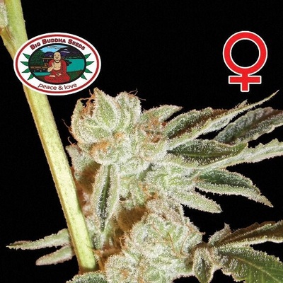 Big Buddha Seeds BadAzz Cheese semienka neobsahujú THC 5 ks