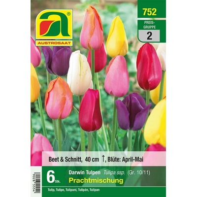 AUSTROSAAT Zmes tulipánov Darwin - 6 cibúľ