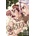 Dr. Stone, Vol. 2