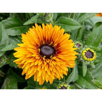 Rudbekia Flamenco Bright Orange - Rudbeckia, kont. 1 l