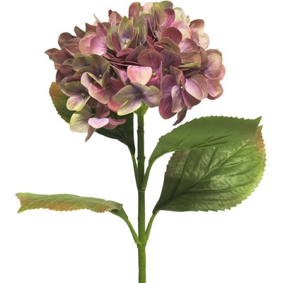 Hortenzie - Hydrangea Rosanna fialová V66 cm