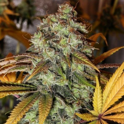 The Cali Connection Strawberry OG semienka neobsahujú THC 6 ks