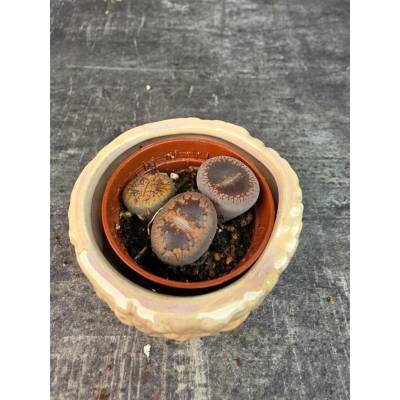 Lithops Leslei sukulent mini (Živé kameny)