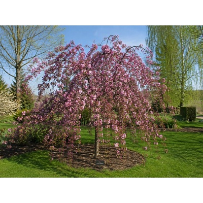 Okrasná jabloň Cheals Weeping, výška 120-180 cm, kvetináč 5 l