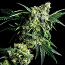 Sensi Seeds G13 x Hash Plant regular semena neobsahují THC 10 ks