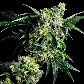 Sensi Seeds G13 x Hash Plant regular semena neobsahují THC 10 ks