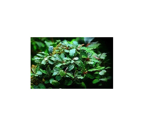 Bucephalandra Green wavy