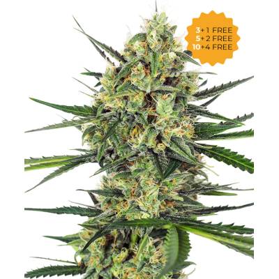 Sensi Seeds Tangerine Sugar semienka neobsahujú THC 10 ks