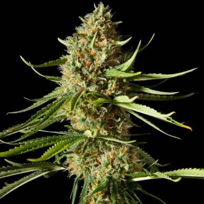 Philosopher Seeds Amnesika 2.0 semena neobsahují THC 5 ks