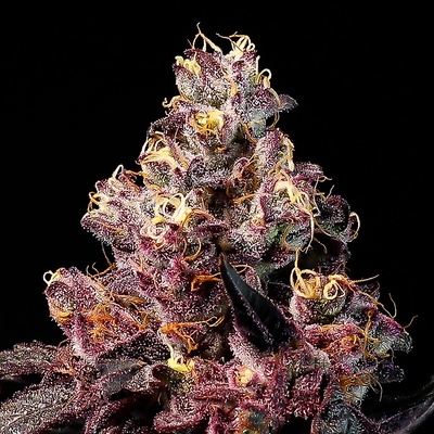 Anesia Seeds Soda Rose Auto Semienka neobsahujú THC 5 ks