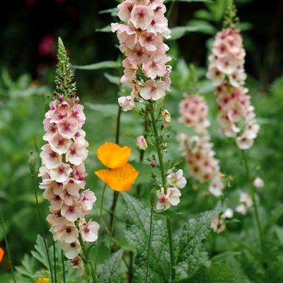 Divizna brunátná směs Verbascum phoeniceum semena divizny 300 ks