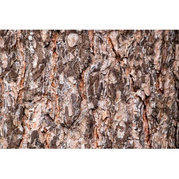DIMEX ART s. r. o Флизелинов фототапет борова кора 375 x 250 см