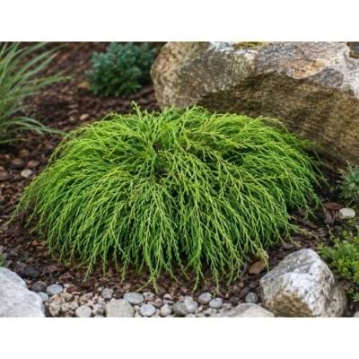 Cypruštek hrachonosný (Chamaecyparis pisifera) ‘FILIFERA NANA’ - výška 10-15 cm, Ø 15-20 cm, kont. C2L