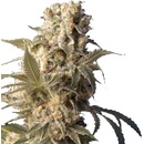 Serious Seeds AK-47 semena neobsahují THC 6 ks