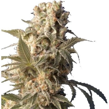 Serious Seeds AK-47 regular semena neobsahují THC 11 ks