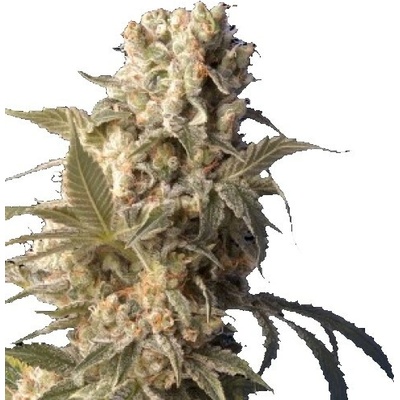 Serious Seeds AK-47 regular semena neobsahují THC 11 ks