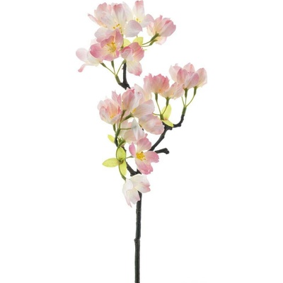 Divoký květ 'Busan' fialová (beauty) V40 cm (N969286)