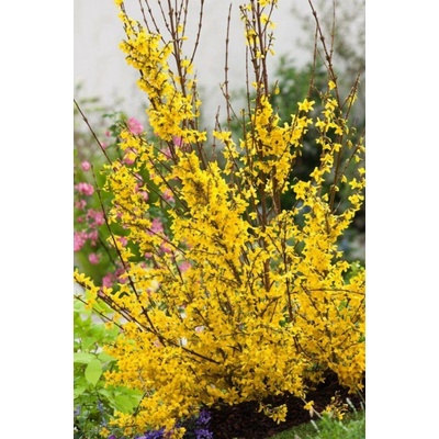GREENBOSS FLOWER Zlatice prostřední "Weekend" 2l Velikost: 2 l květináč
