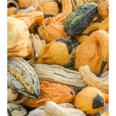Tykev okrasná Autumn Wings Cucurbita pepo prodej semen 5 ks
