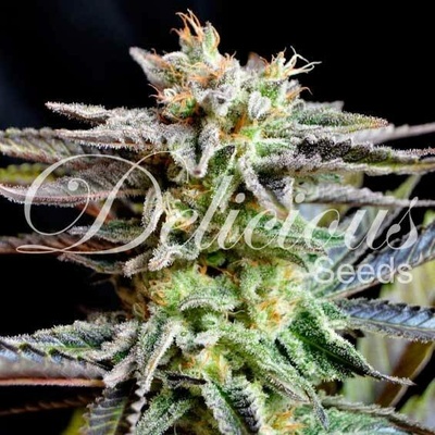 Delicious Seeds Sugar Black Rose semena neobsahují THC 3 ks