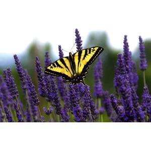 DIMEX ART Флизелинов фототапет пеперуда върху лавандула 375 x 250 см