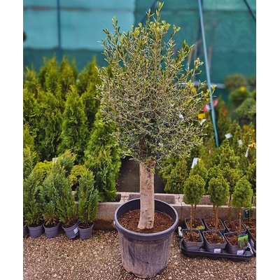 OLEA europea 45