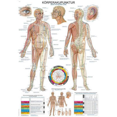 Anatomický plagát Erler Zimmer - Akupunktúra tela 50 x 70 cm | DE, EN, LA